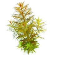 Прозерпинака болотная палюстрис (Proserpinaca palustris) Прозерпинака болотная палюстрис (Proserpinaca palustris)