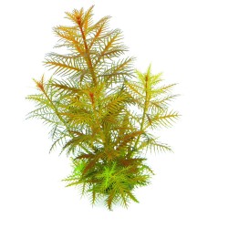 Прозерпинака болотная палюстрис (Proserpinaca palustris) Прозерпинака болотная палюстрис (Proserpinaca palustris)