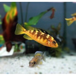 Псевдотрофеус - хамелеон (Pseudotropheus crabro) Псевдотрофеус - хамелеон (Pseudotropheus crabro)
