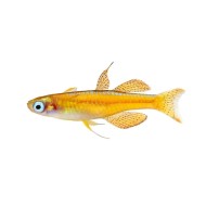 Псевдомугил Паскай или Красный неон (Pseudomugil sp, Red neon) Псевдомугил Паскай или Красный неон (Pseudomugil sp, Red neon)