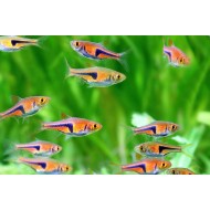 Расбора Эспей (Trigonostigma espei) Расбора Эспей (Trigonostigma espei)