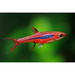 Расбора бригитта (Boraras brigittae)  Расбора бригитта (Boraras brigittae)