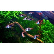 Расбора клинопятнистая (Rasbora heteromorpha) 