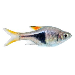 Расбора клинопятнистая (Rasbora heteromorpha)  Расбора клинопятнистая (Rasbora heteromorpha)