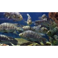 Цихлазома манагуанская (Parachromis managuensis)  Цихлазома манагуанская (Parachromis managuensis)