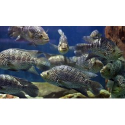 Цихлазома манагуанская (Parachromis managuensis)  Цихлазома манагуанская (Parachromis managuensis)