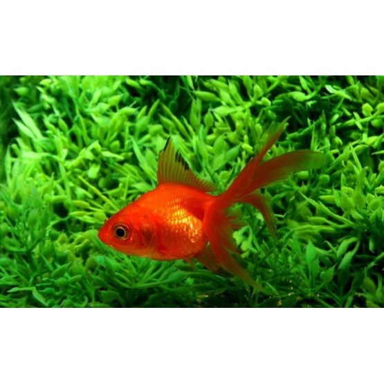 Carassius auratus Fantail Goldfish red-black