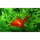 Веерохвост красно-черный, калико (Carassius auratus Fantail Goldfish)