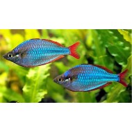 Меланотения неоновая (Melanotaenia praecox)