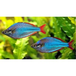 Melanotenia neon (Melanotaenia praecox)