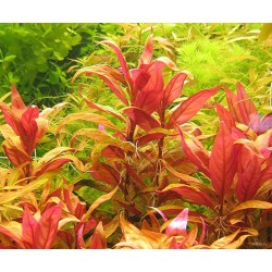 Альтернантера Рейнека (Alternanthera reineckii) Альтернантера Рейнека (Alternanthera reineckii)