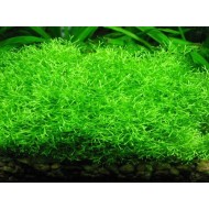 Риччия плавающая (Riccia fluitans) Риччия плавающая (Riccia fluitans)