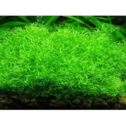 Риччия плавающая (Riccia fluitans) Риччия плавающая (Riccia fluitans)