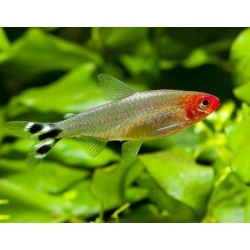 Родостомус (Hemigrammus rhodostomus) Родостомус (Hemigrammus rhodostomus)