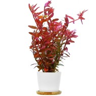Ротала Колората (Rotala rotundifolia «Colorata»)