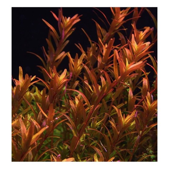 Rotala rotundifolia «Colorata»