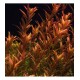 Ротала Колората (Rotala rotundifolia «Colorata»)