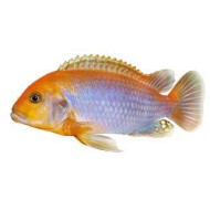 Йодотрофеус Шпренгера (Iodotropheus sprengerae) Йодотрофеус Шпренгера (Iodotropheus sprengerae)