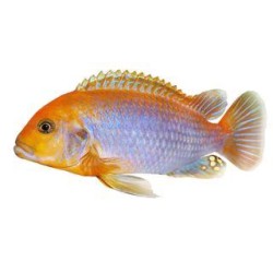 Йодотрофеус Шпренгера (Iodotropheus sprengerae) Йодотрофеус Шпренгера (Iodotropheus sprengerae)