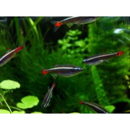 Cardinal (Tanichthys albonubes)