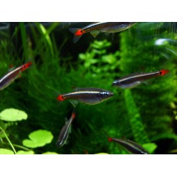 Cardinal (Tanichthys albonubes)