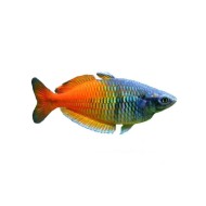 Меланотения боэсмана (Melanotaenia boesemani)