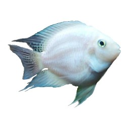 Трёхгибридный попугай белый (Hybrid cichlid Snow White)