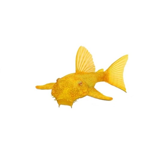 Анциструс желтый (Ancistrus dolichopterus)