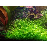 Сагиттария шиловидная (Sagittaria subulata)  Сагиттария шиловидная (Sagittaria subulata)