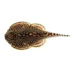 Севелия разлинованная (Sewellia lineolata) Севелия разлинованная (Sewellia lineolata)