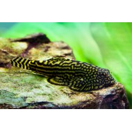 Севелия разлинованная (Sewellia lineolata)