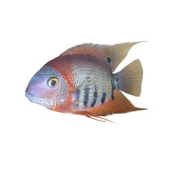 Северум роткейл (Heros sp. rotkeil)