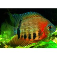 Северум роткейл (Heros sp. rotkeil)