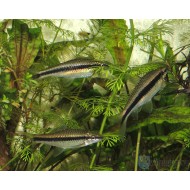 Сиамский водорослеед САЕ (Epalzeorhynchos siamensis) Сиамский водорослеед САЕ (Epalzeorhynchos siamensis)