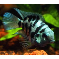 Трехгибридный попугай синий тигр (Hybrid cichlid) Трехгибридный попугай синий тигр (Hybrid cichlid)