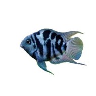 Трехгибридный попугай синий тигр (Hybrid cichlid) Трехгибридный попугай синий тигр (Hybrid cichlid)