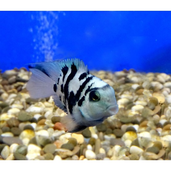 Pește-papagal albastru (Hybrid cichlid) 
