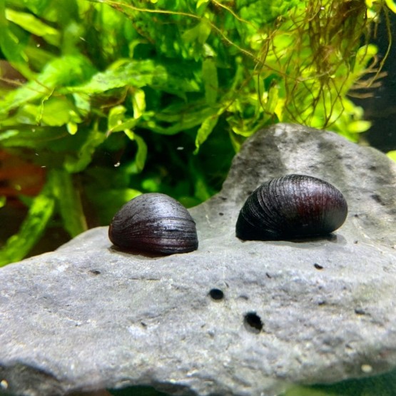 Black Military Helmet Snail (Neritina pulligera)
