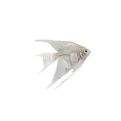 Скалярия белая (Pteregophylum Scallare)  Скалярия белая (Pteregophylum Scallare)