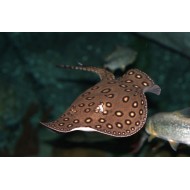 Скат моторо (Potamotrygon motoro)