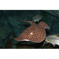 Скат моторо (Potamotrygon motoro) Скат моторо (Potamotrygon motoro)