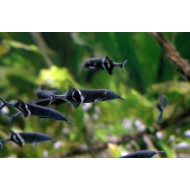 Гнатонем Петерса, или нильский слоник (Gnathonemus petersii)