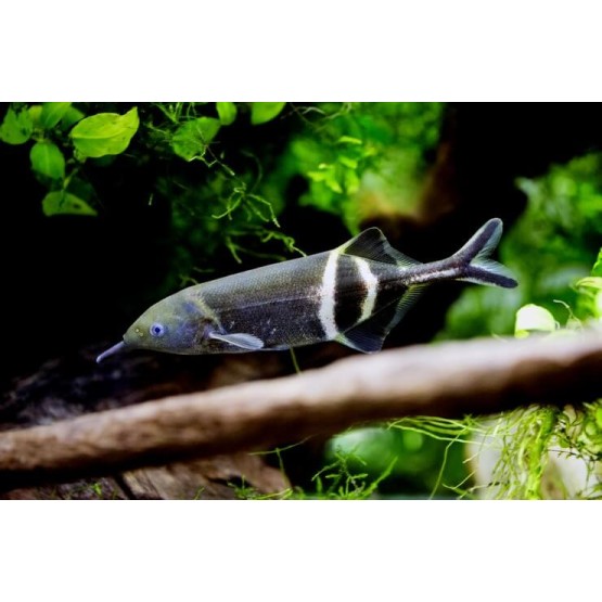 Pestele cu trompa de elefant (Gnathonemus petersi)