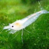 Креветка Снежинка/Snowball Shrimp (Neocaridina zhangjiajiensis) Креветка Снежинка/Snowball Shrimp (Neocaridina zhangjiajiensis)
