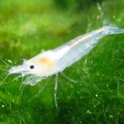 Креветка Снежинка/Snowball Shrimp (Neocaridina zhangjiajiensis) Креветка Снежинка/Snowball Shrimp (Neocaridina zhangjiajiensis)