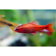 Barbus cireș (Puntius titteya)