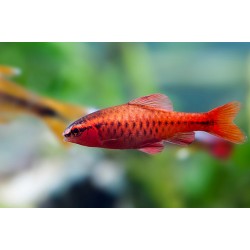 Барбус вишневый (Puntius titteya)