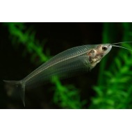 Somnul de sticla (Kryptopterus bicirrhis)