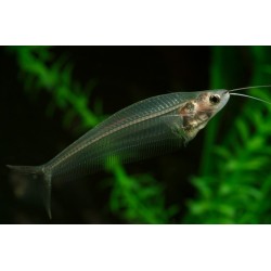 Индийский стеклянный сомик (Kryptopterus vitreolus) 