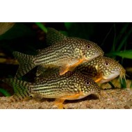 Коридорас Штерба (Corydoras sterbai)